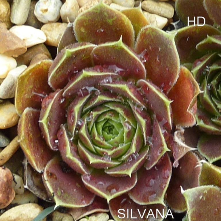 Silvana / Jovi