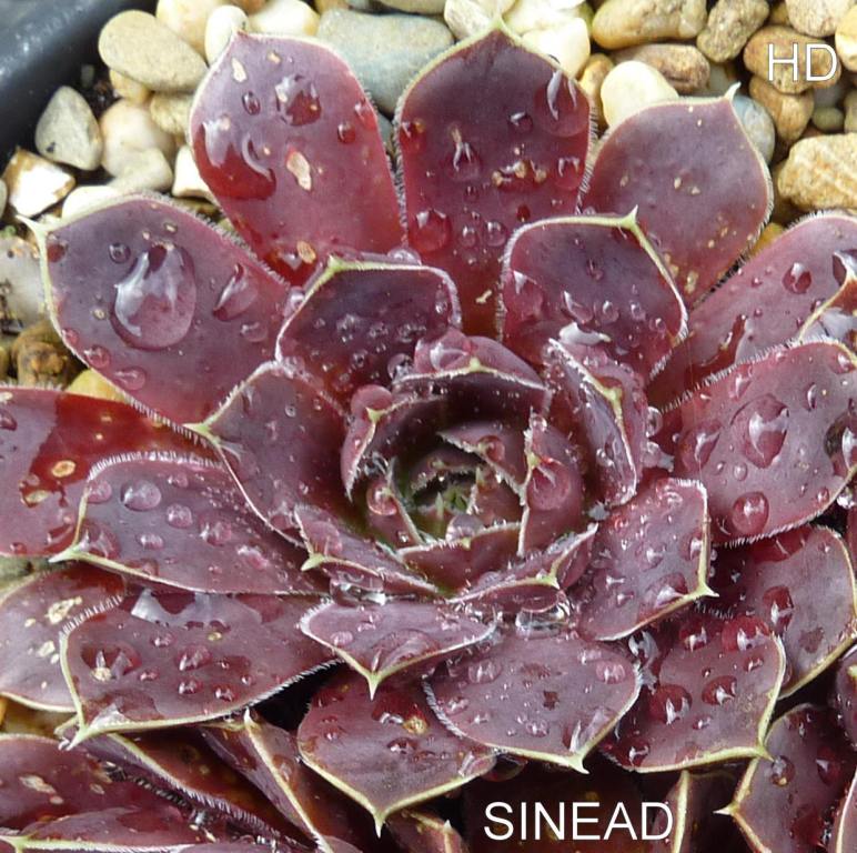 Sinead / Jovi
