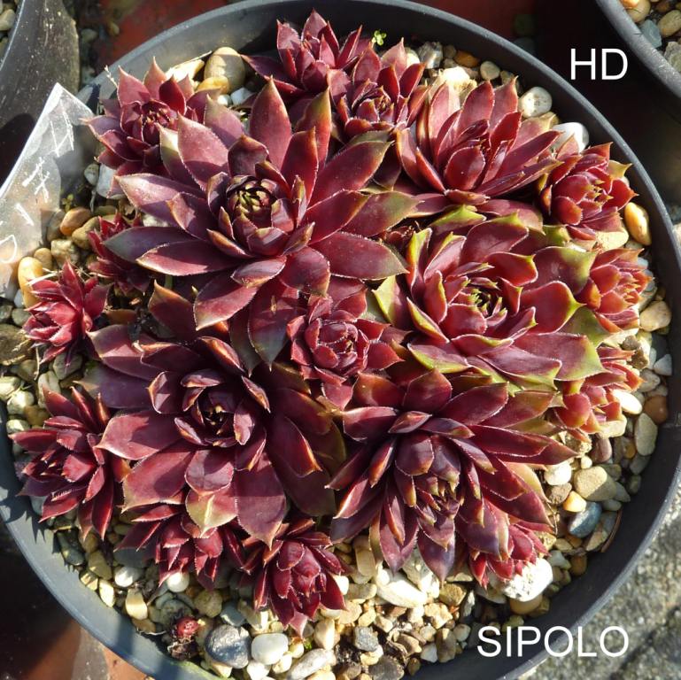 Sipolo