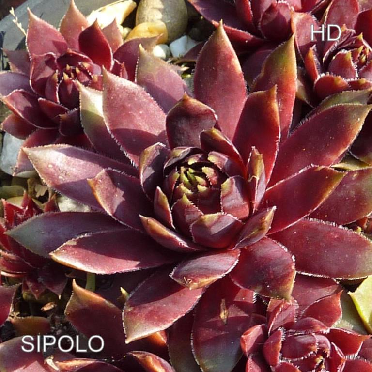 Sipolo