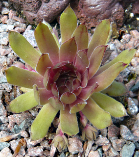 Sipora
