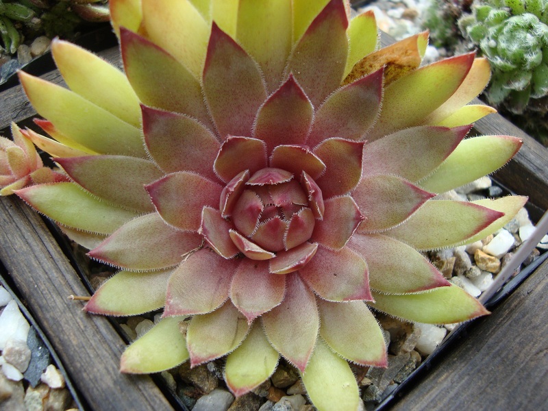 Sipora