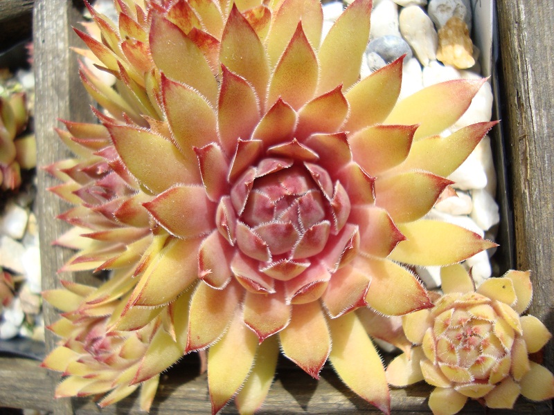 Sipora