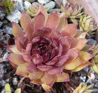 Sipora