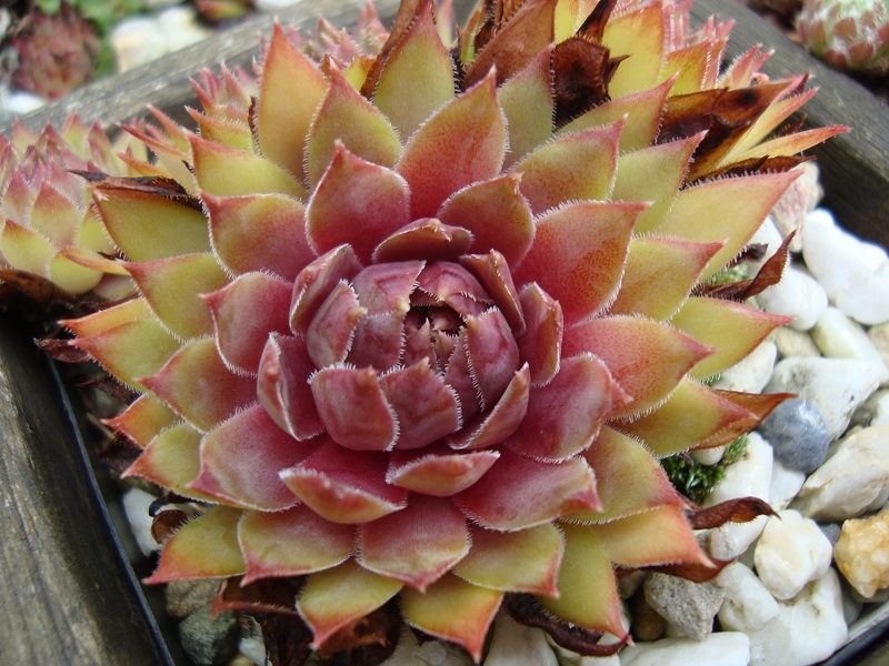 Sipora