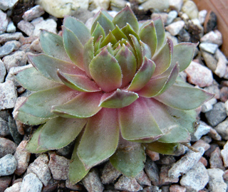Sipora