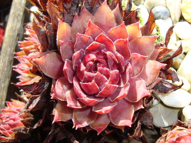 Sipora