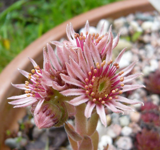 Sipora