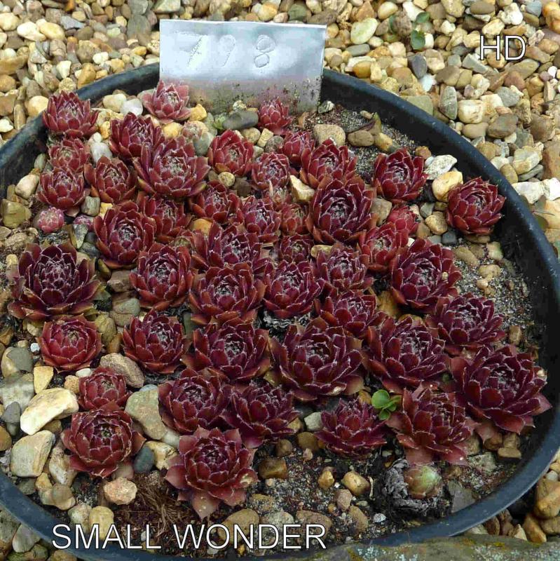 Small Wonder