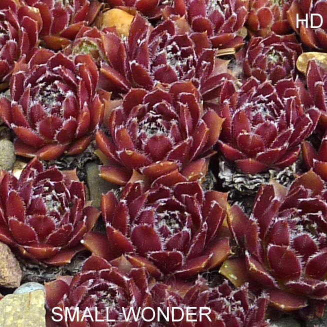 Small Wonder