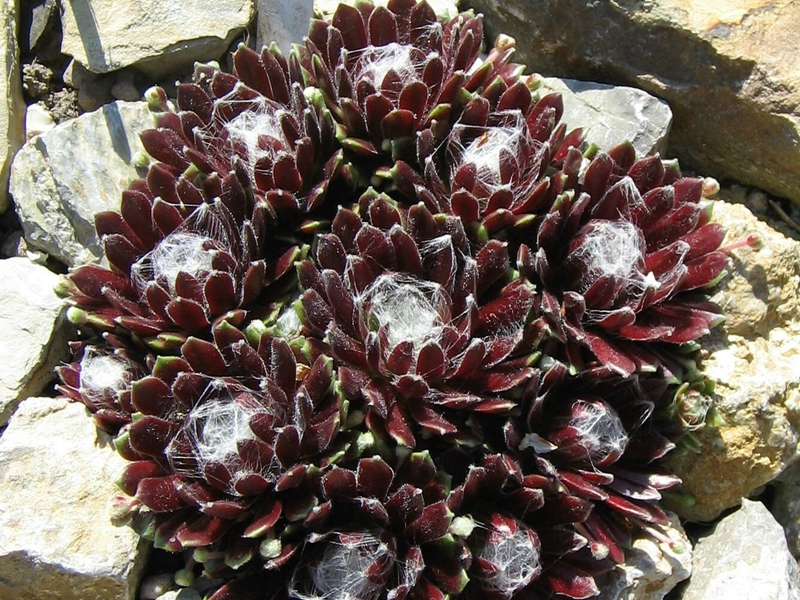 Smit's Seedling