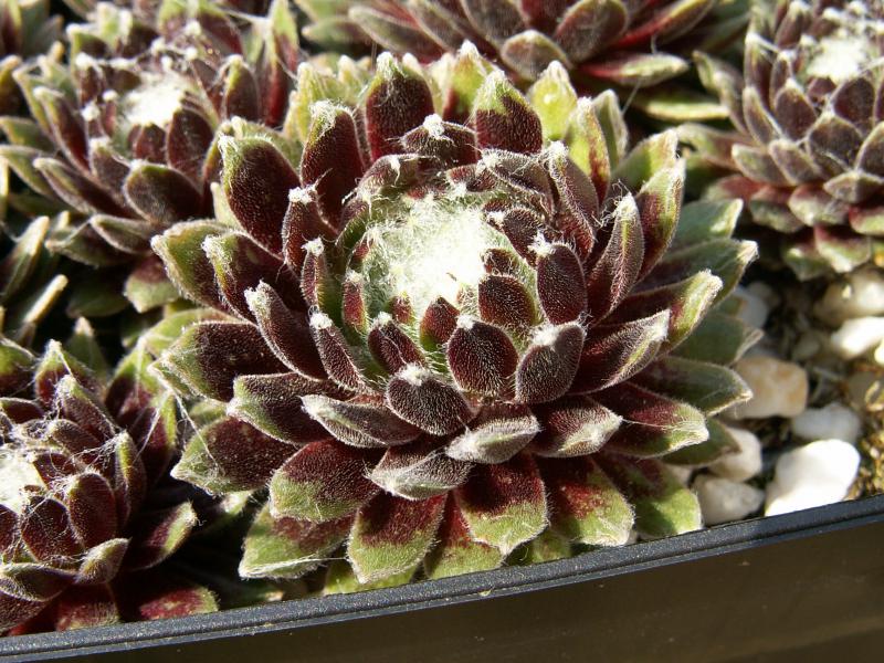Smit's Seedling