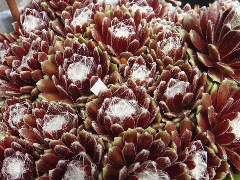 Smit's Seedling