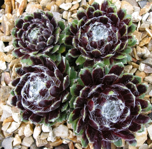 Smit's Seedling