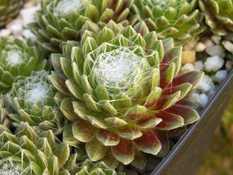 Smit's Seedling