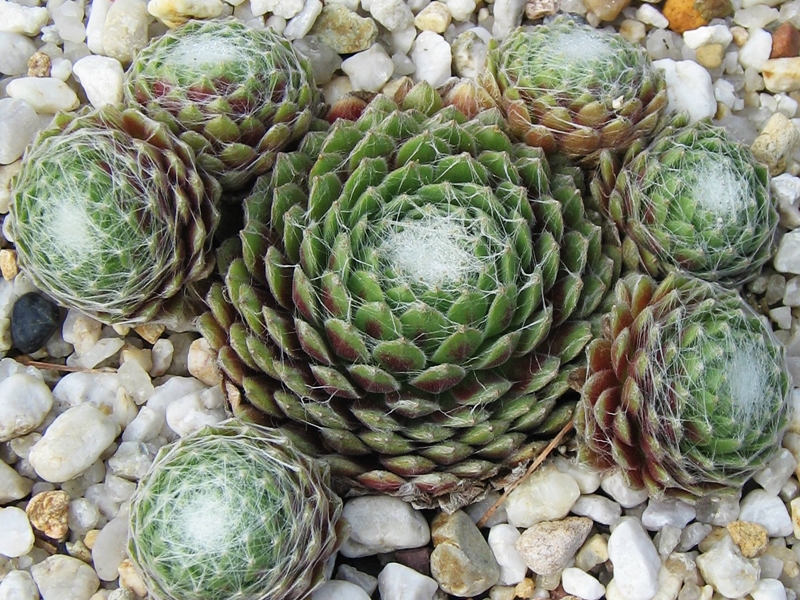 Smit's Seedling