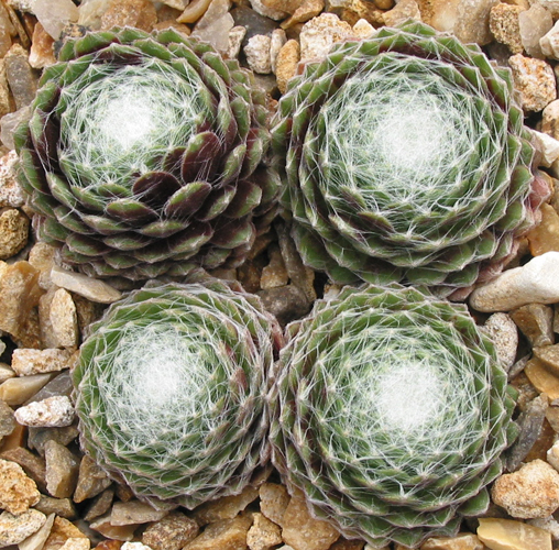 Smit's Seedling