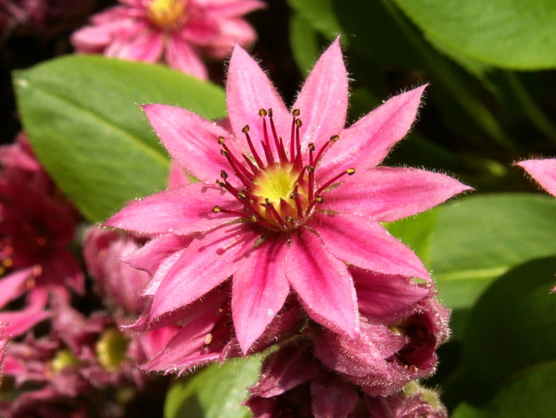 Smit's Seedling