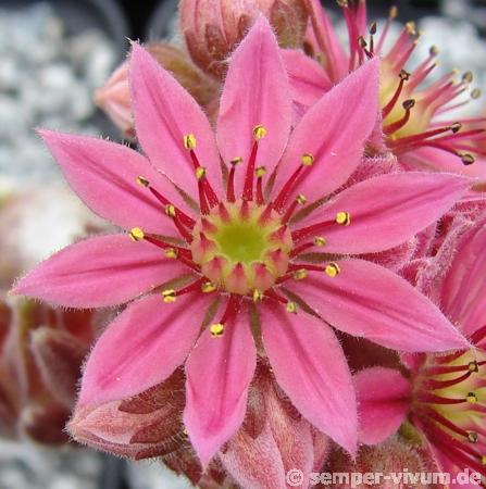 Smit's Seedling