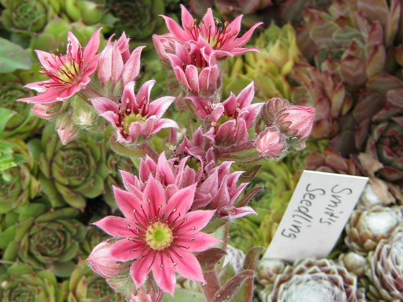 Smit's Seedling