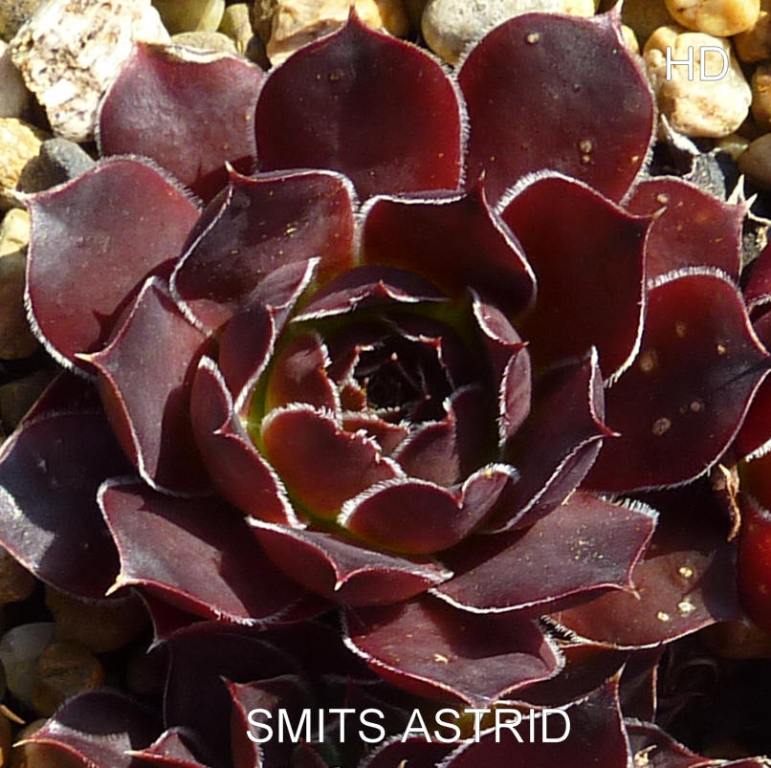 Smits Astrid / Jovi
