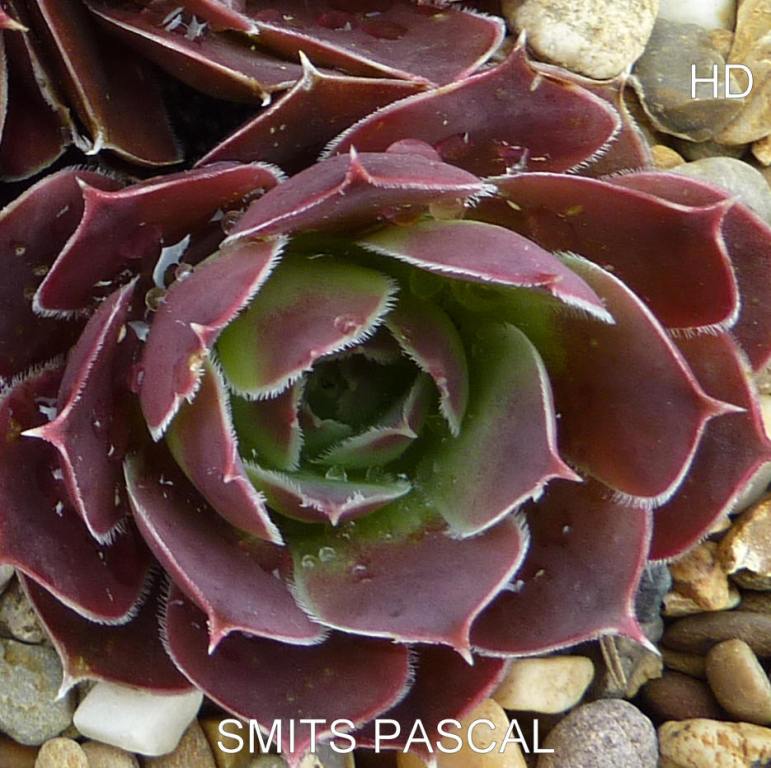 Smits Pascal / Jovi