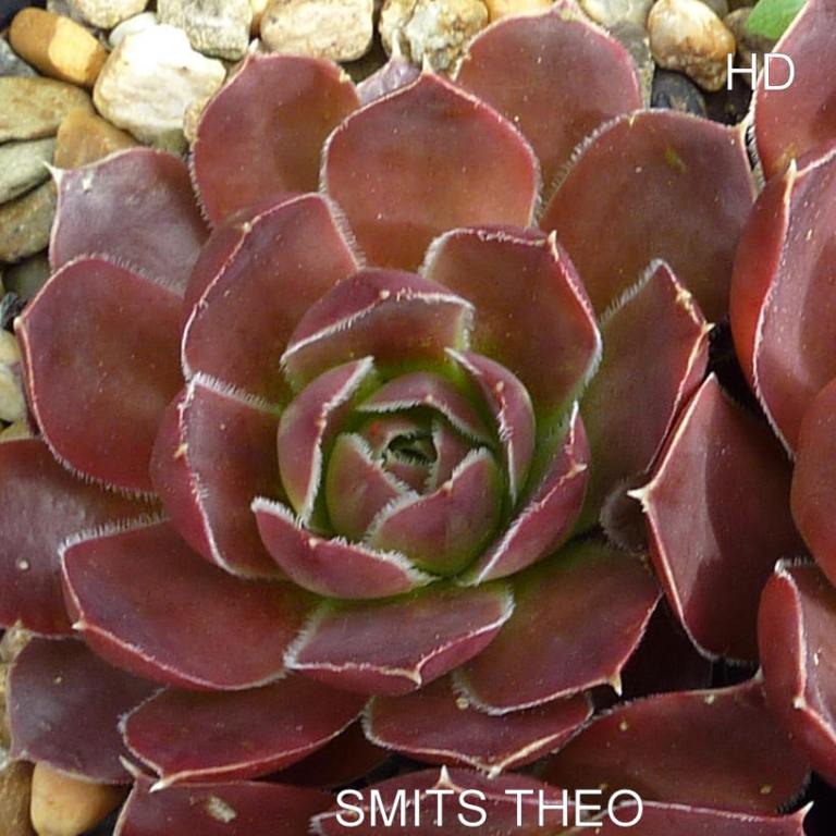 Smits Theo / Jovi