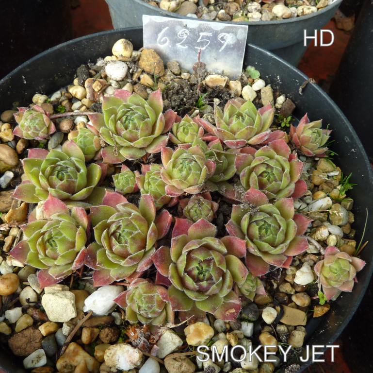 Smokey Jet