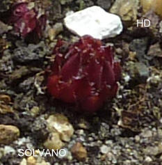 Solvano