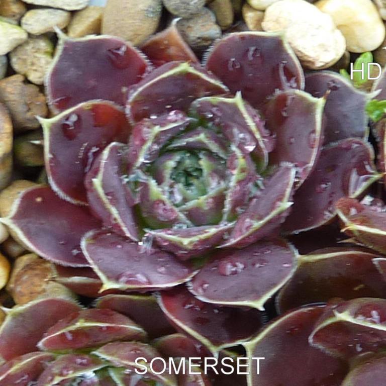 Somerset / Jovi