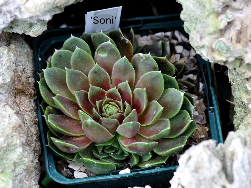 Soni / Jovi