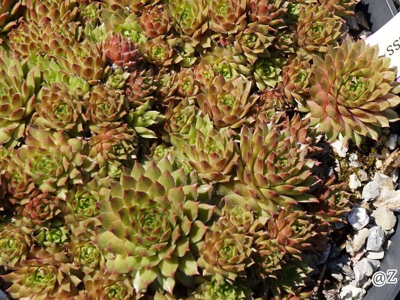 Sonnenkuss