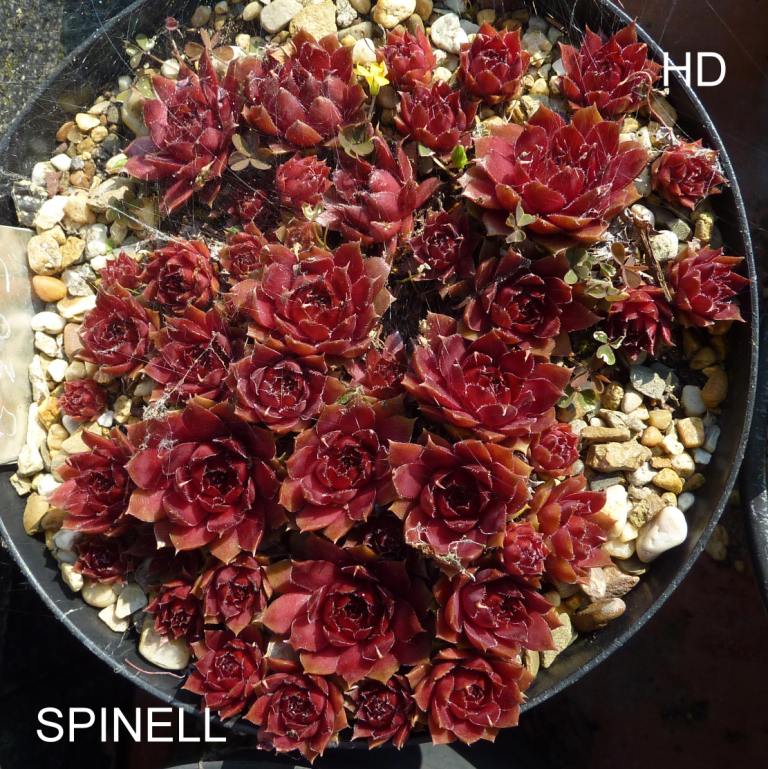 Spinell