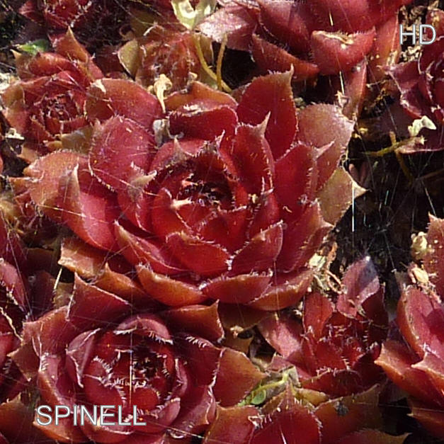 Spinell