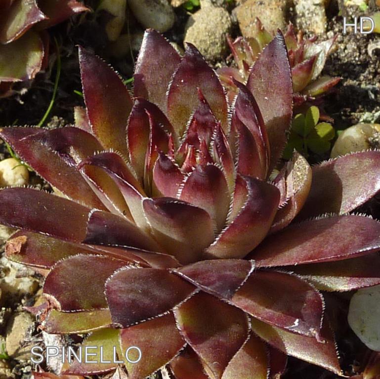 Spinello