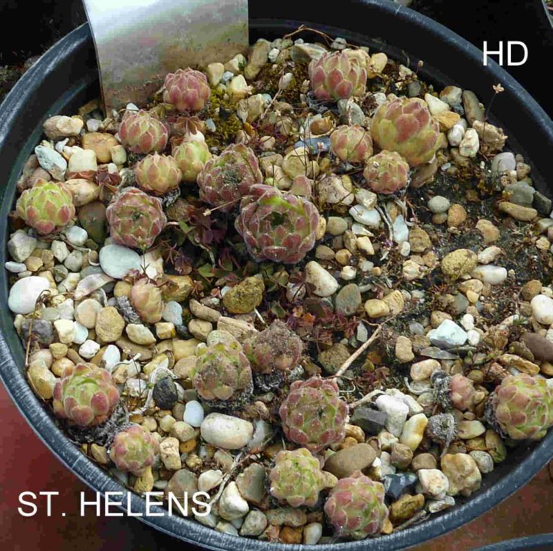 St. Helens