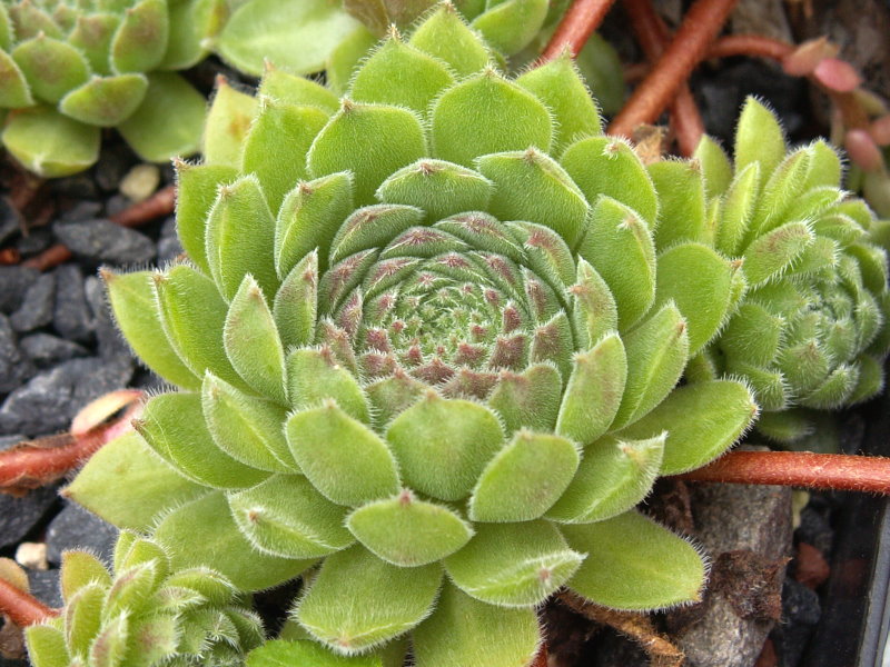 St. Helens