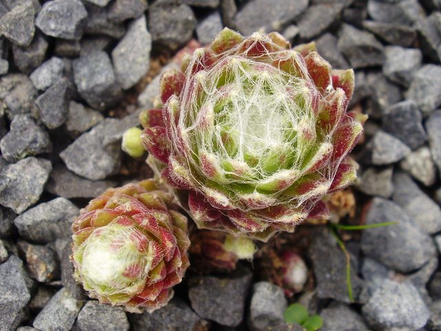 Stansfieldii