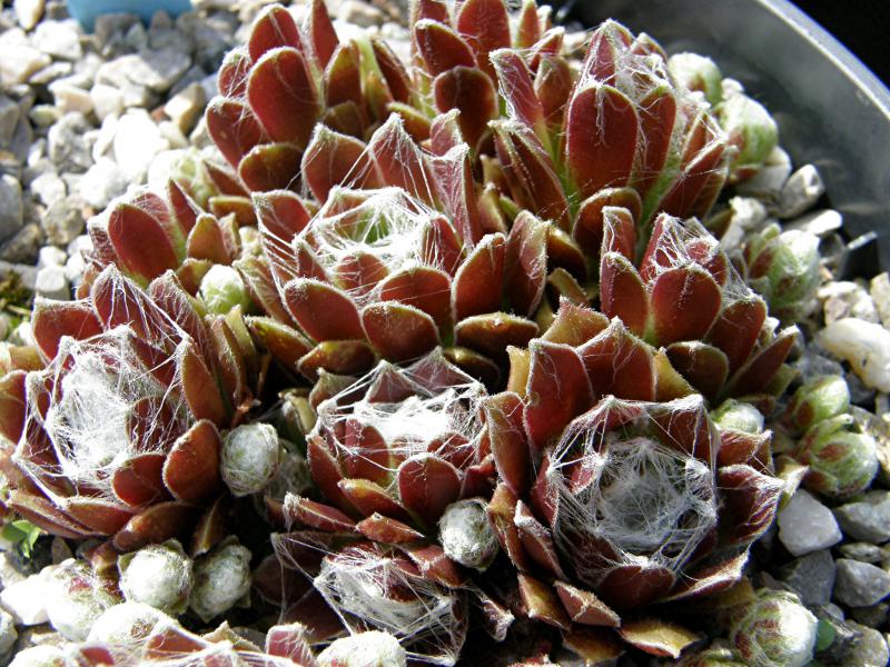 Stansfieldii