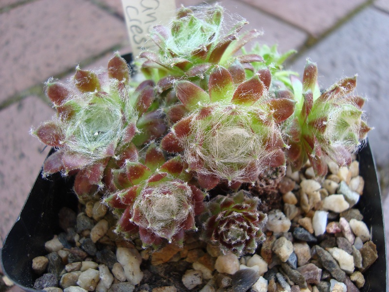 Stansfieldii