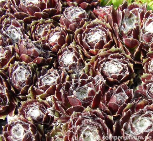Stansfieldii