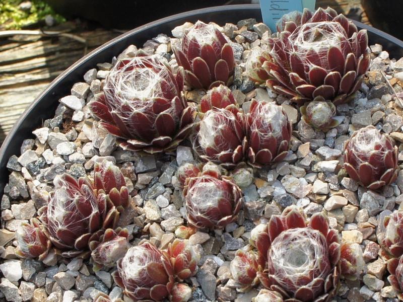 Stansfieldii