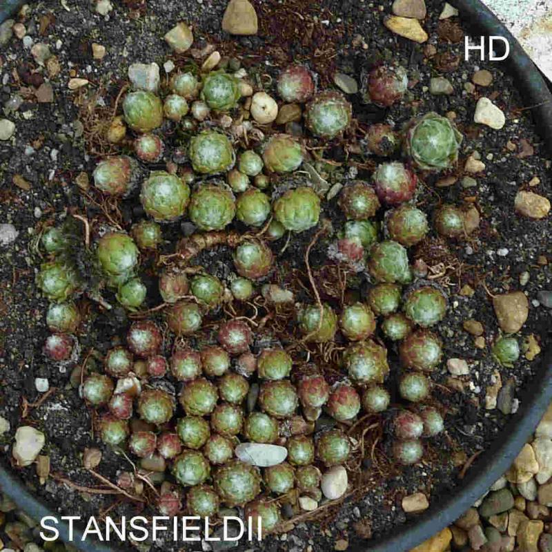 Stansfieldii