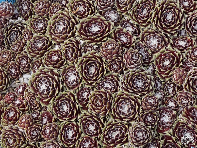 Stansfieldii