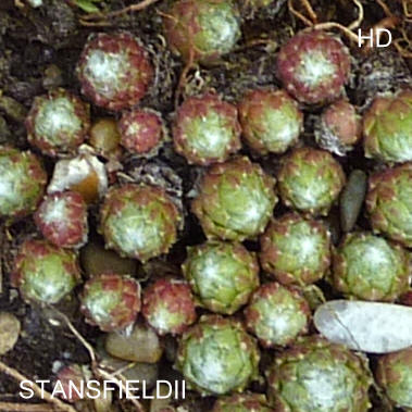 Stansfieldii