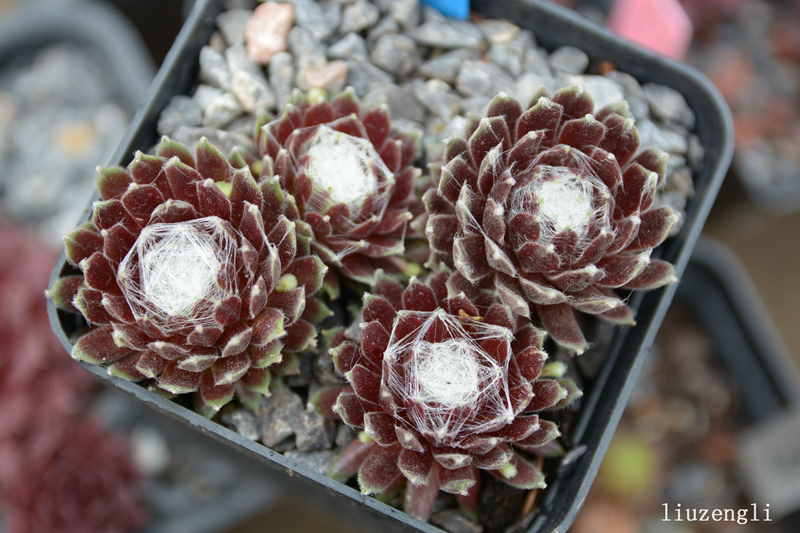 Stansfieldii