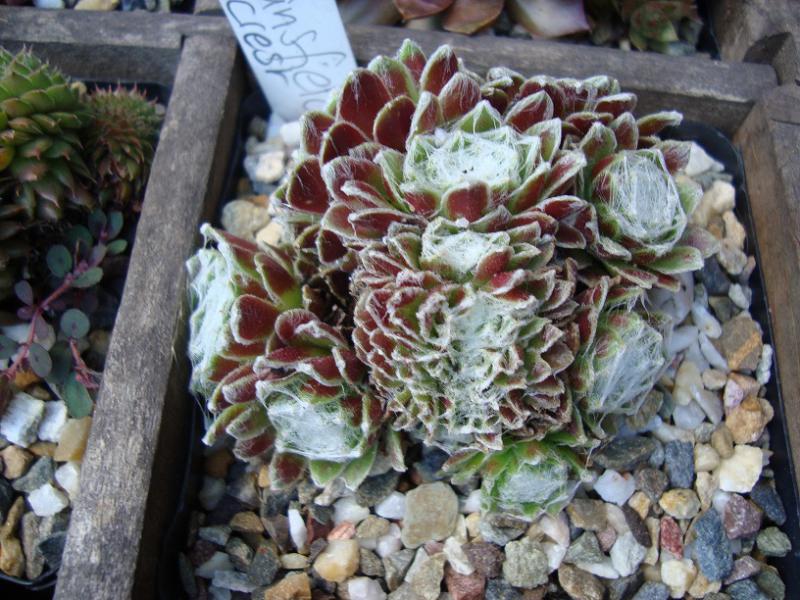 Stansfieldii