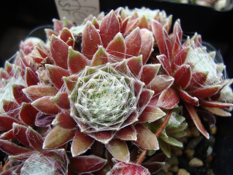Stansfieldii
