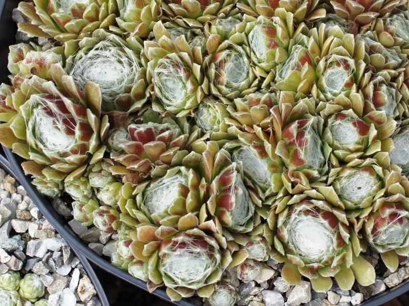 Stansfieldii