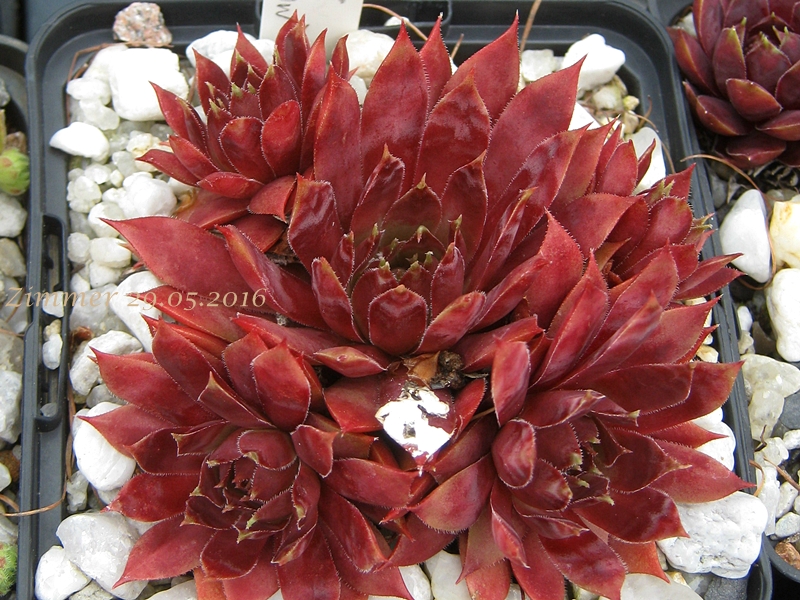 Star Glow
